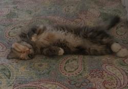 Lost Female Cat last seen Durham Street Ext, Burlington, NC 27217