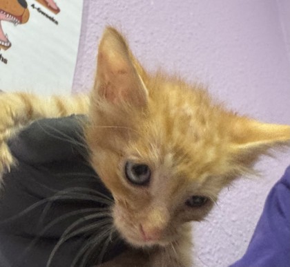 Shelter Stray Male Cat last seen Near LAKE MEAD, CITY of El Paso, TX, 5001 Fred Wilson Ave, El Paso, TX 79906, USA