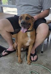 Shelter Stray Male Dog last seen , , TX, 355 Hillshire Dr, Haslet, TX 76052, USA