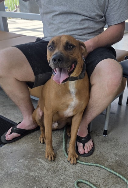 Shelter Stray Male Dog last seen , , TX, 355 Hillshire Dr, Haslet, TX 76052, USA