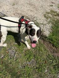 Shelter Stray Male Dog last seen Near W Mauney Ave, Gastonia, NC, 1491 Business Park Ct, Gastonia, NC 28052, USA