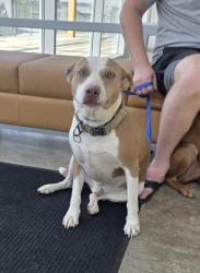 Shelter Stray Male Dog last seen , , TX, 355 Hillshire Dr, Haslet, TX 76052, USA