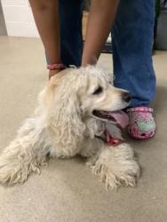 Shelter Stray Male Dog last seen , North District, TX, 355 Hillshire Dr, Haslet, TX 76052, USA