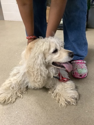 Shelter Stray Male Dog last seen , North District, TX, 355 Hillshire Dr, Haslet, TX 76052, USA
