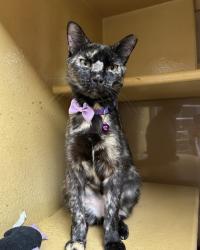 Shelter Stray Female Cat last seen , , TX, 355 Hillshire Dr, Haslet, TX 76052, USA