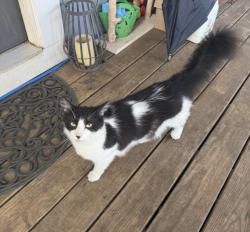 Lost Male Cat last seen 4th St and Arlington St, Houston, TX 77007