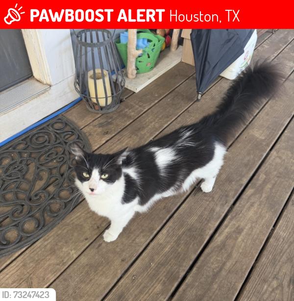 Lost Male Cat last seen 4th St and Arlington St, Houston, TX 77007