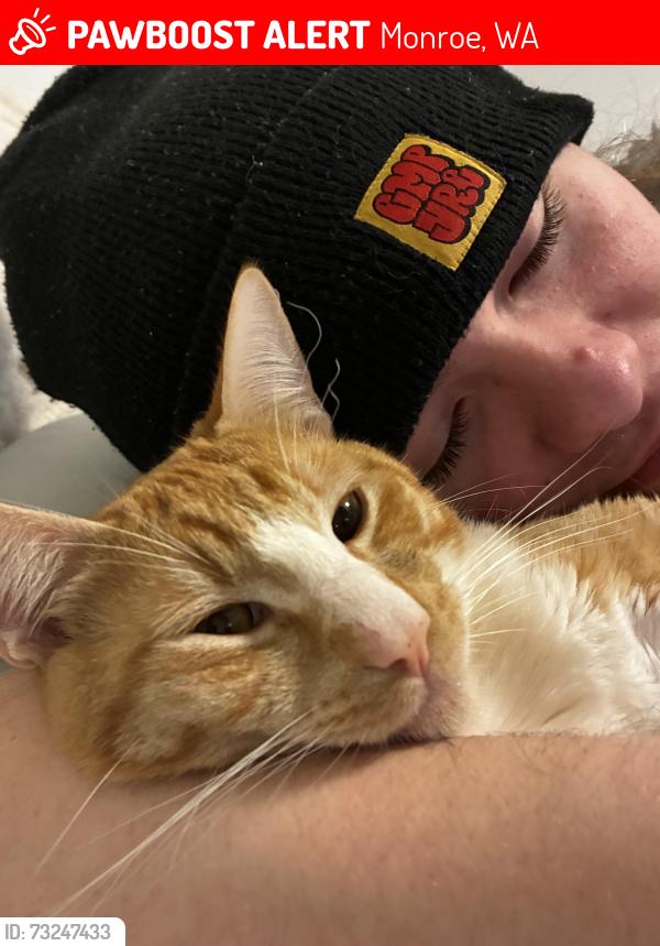 Lost Male Cat last seen Chain lake rd, Monroe, WA 98272
