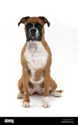 Reunited Female Dog last seen South Sheridan Avenue and 57th Street, Tacoma, Tacoma, WA 98405