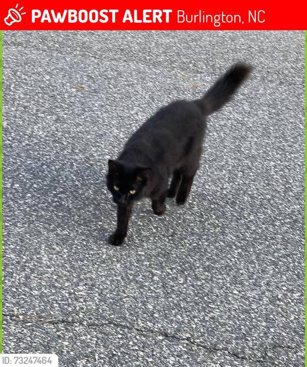 Lost Male Cat last seen Durham St ext, Burlington, NC 27217