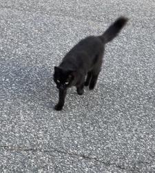 Lost Male Cat last seen Durham St ext, Burlington, NC 27217