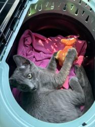 Reunited Male Cat last seen Between Hearst Ave and Delaware St, Berkeley, CA 94710