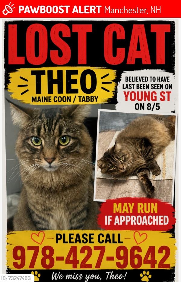 Lost Male Cat last seen Young st, Manchester, NH 03104