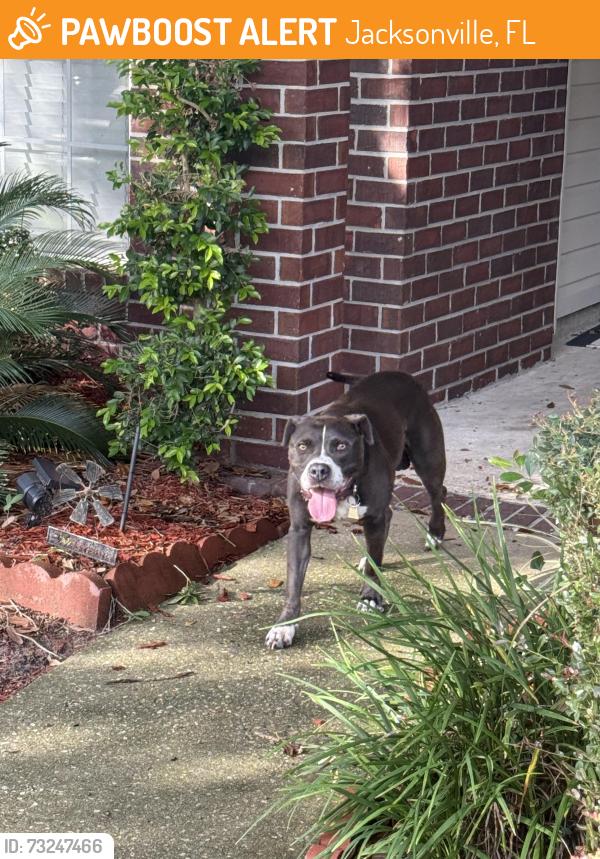 Found/Stray Male Dog last seen Ashford neighborhood, Jacksonville, FL 32221