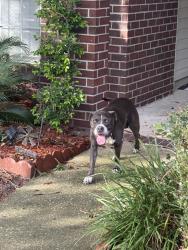 Found/Stray Male Dog last seen Ashford neighborhood, Jacksonville, FL 32221