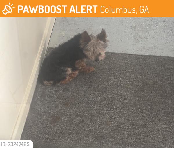 Found/Stray Unknown Dog last seen Macon Road, Columbus, GA 31907