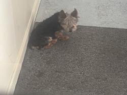 Found/Stray Unknown Dog last seen Macon Road, Columbus, GA 31907