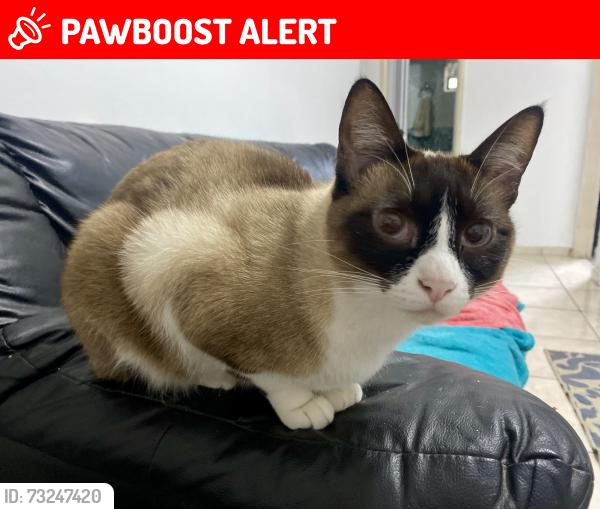 Lost Female Cat last seen Condomínio Residencial Parque Castanheiro. Entre o hosp Geral (Sanatorinhos) e a escola estadual Diva da Cunha (Rua Sertanopolis)., Parque Jose Alex Andre, SP 06321-660