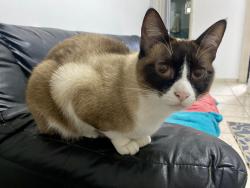 Lost Female Cat last seen Condomínio Residencial Parque Castanheiro. Entre o hosp Geral (Sanatorinhos) e a escola estadual Diva da Cunha (Rua Sertanopolis)., Parque Jose Alex Andre, SP 06321-660