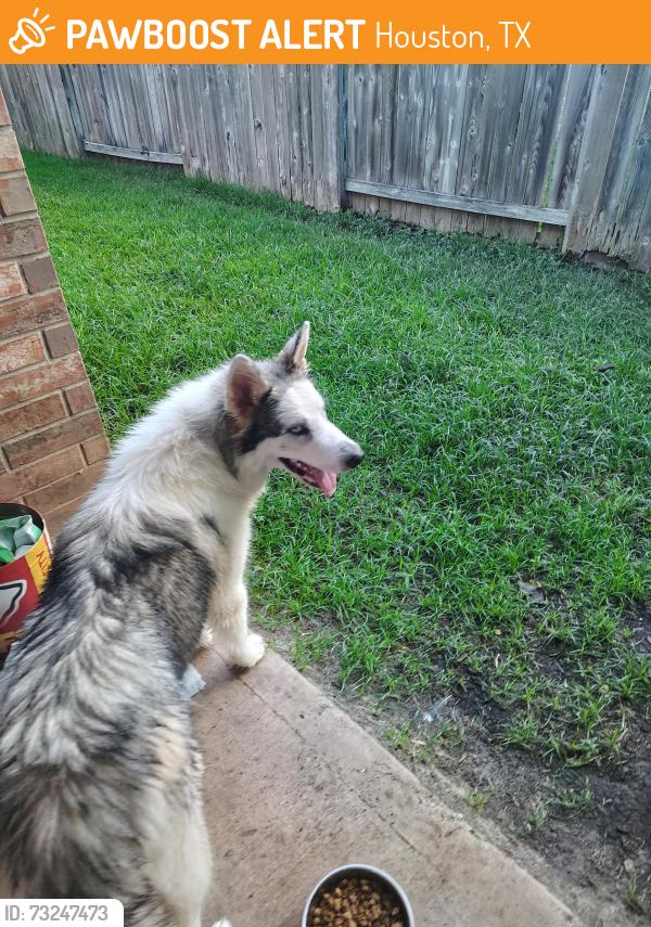 Found/Stray Male Dog last seen Riverstone and Buffalo bend, Houston, TX 77089