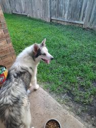 Found/Stray Male Dog last seen Riverstone and Buffalo bend, Houston, TX 77089