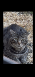 Found/Stray Male Cat last seen Brown Dr and Amethyst dr, Santa Clara, CA 95051