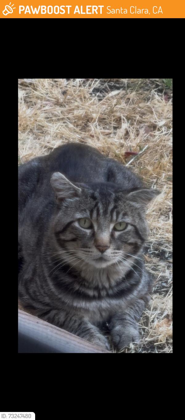 Found/Stray Male Cat last seen Brown Dr and Amethyst dr, Santa Clara, CA 95051