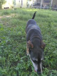 Found/Stray Female Dog last seen Ranch and 19, Port Richey, FL 34668