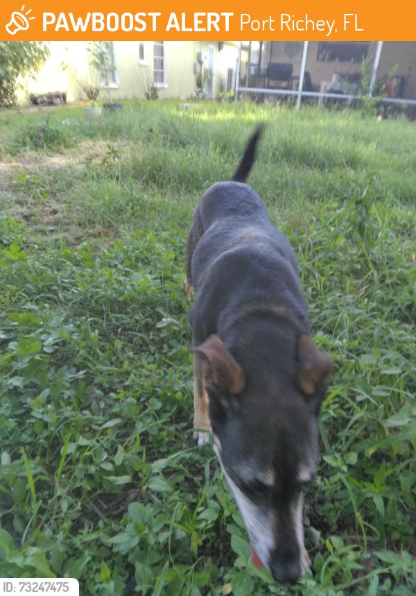 Found/Stray Female Dog last seen Ranch and 19, Port Richey, FL 34668
