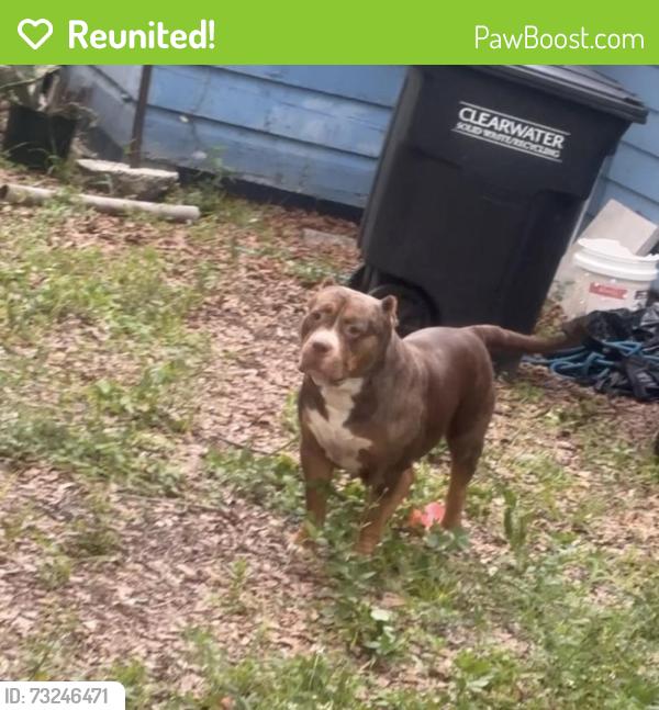 Reunited Female Dog last seen Druid and Missouri, Clearwater, FL 33755