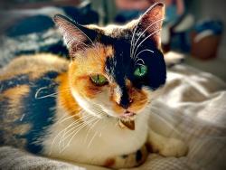 Lost Female Cat last seen Southpoint Road, Orinda, CA 94563