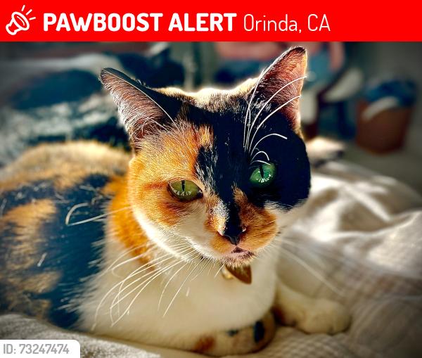 Lost Female Cat last seen Southpoint Road, Orinda, CA 94563