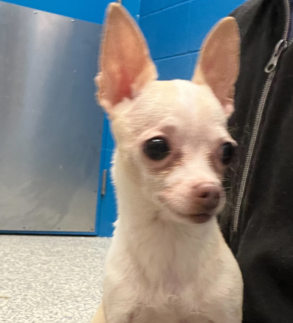 Shelter Stray Female Dog last seen cross streets Alameda and mississippi, Lakewood, CO, 80228, 580 McIntyre St, Golden, CO 80401, USA