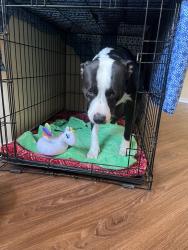 Shelter Stray Female Dog last seen Near W Pointe Loma Boulevard, San Diego, CA, 92107, 5500 Gaines St, San Diego, CA 92110, USA