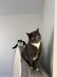 Reunited Female Cat last seen Bentleigh East McDonalds, Bentleigh East, VIC 3165