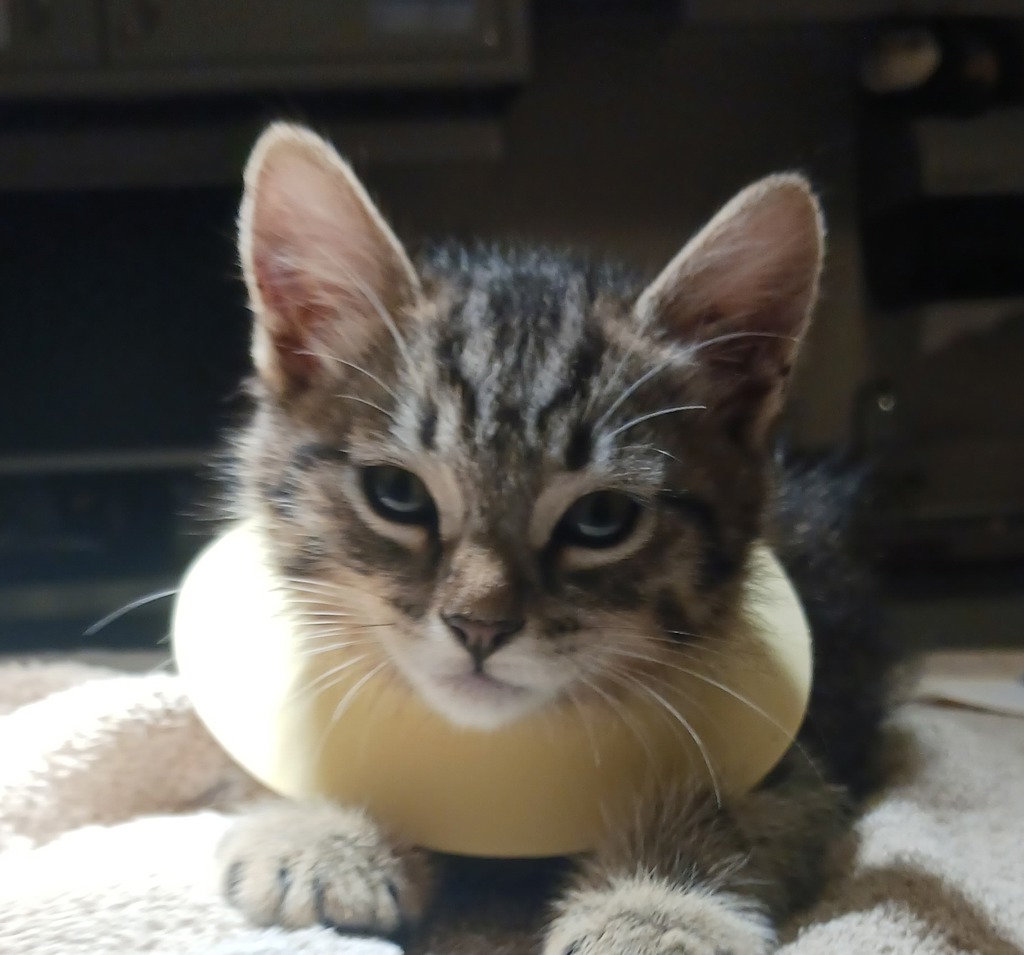 Shelter Stray Male Cat last seen Washington Avenue, SAN LEANDRO, CA, 94579, 8323 Baldwin St, Oakland, CA 94621, USA