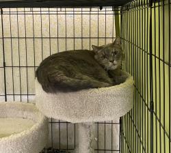 Shelter Stray Female Cat last seen Brought in by sister - pls see notes, Oceanside, CA, 92057, Oceanside, CA 92058, USA