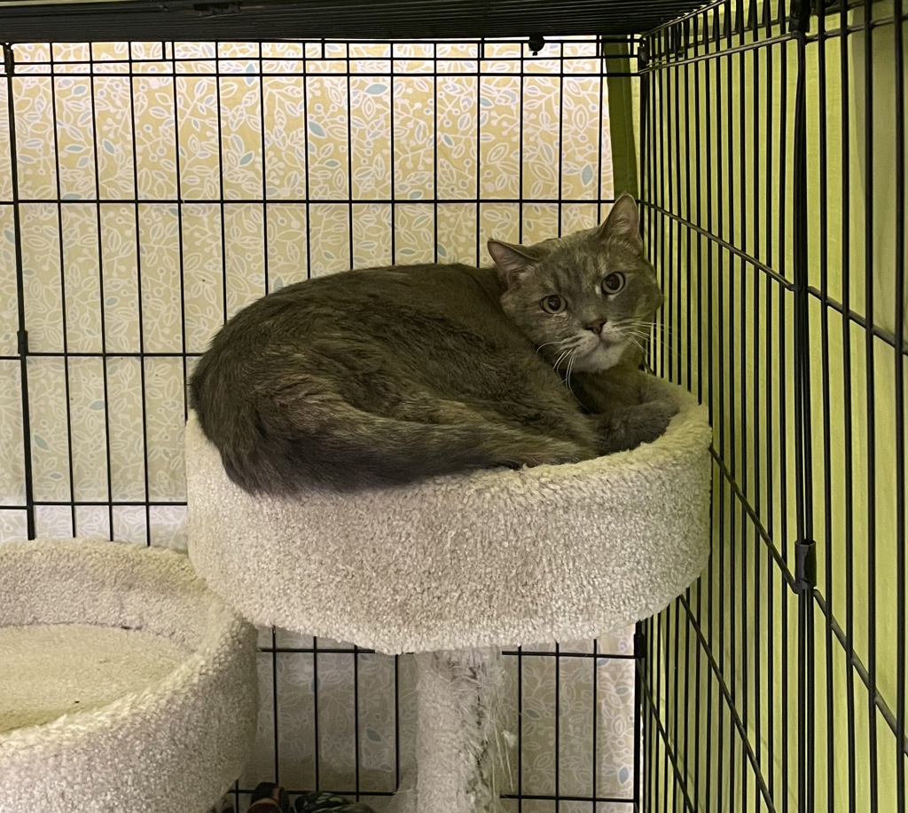 Shelter Stray Female Cat last seen Brought in by sister - pls see notes, Oceanside, CA, 92057, Oceanside, CA 92058, USA