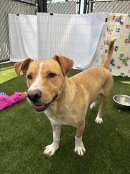 Shelter Stray Male Dog last seen Near Palm, Imperial Beach, CA, 91932, 5500 Gaines St, San Diego, CA 92110, USA