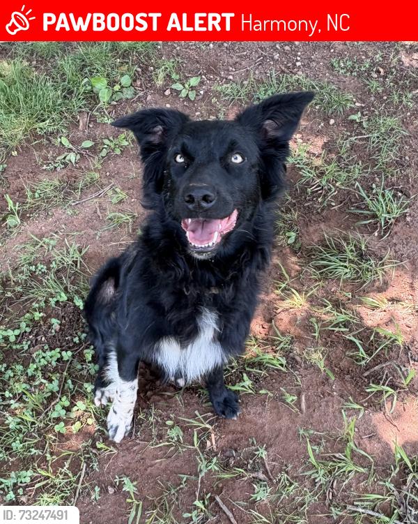 Lost Female Dog last seen Rimrock rd, Harmony, NC 28634
