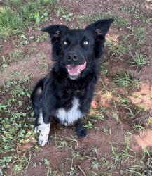 Lost Female Dog last seen Rimrock rd, Harmony, NC 28634