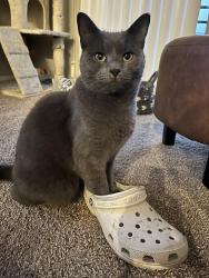 Reunited Female Cat last seen Tracker last tracked her on Elm St, Terrell, TX 75160