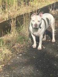 Lost Male Dog last seen Near hipps drive, Simpsonville, SC 29681