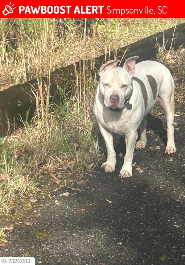 Lost Male Dog last seen Near hipps drive, Simpsonville, SC 29681