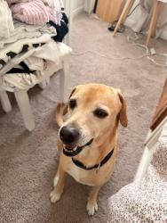 Lost Male Dog last seen Fm 2920, Harris County, TX 77375