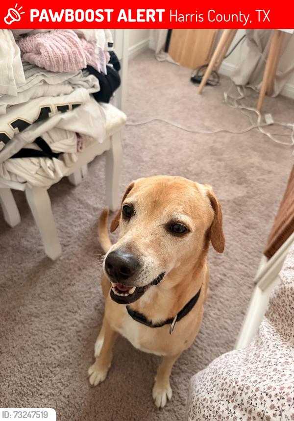 Lost Male Dog last seen Fm 2920, Harris County, TX 77375