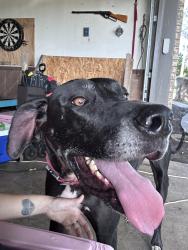 Lost Male Dog last seen 1737, county road 3110, interstate 30 east bound., Greenville, TX 75402