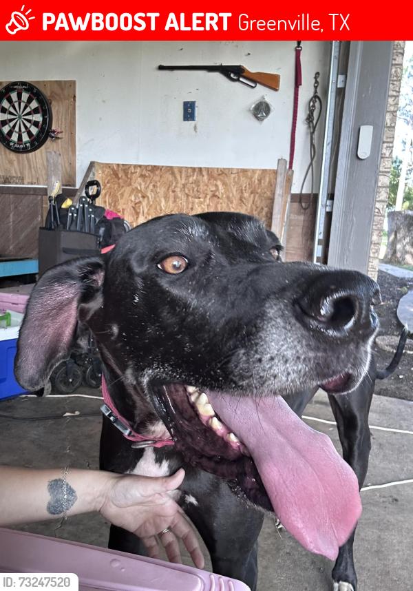 Lost Male Dog last seen 1737, county road 3110, interstate 30 east bound., Greenville, TX 75402