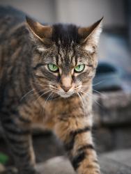 Lost Female Cat last seen Quail Drive, Naperville, IL 60565