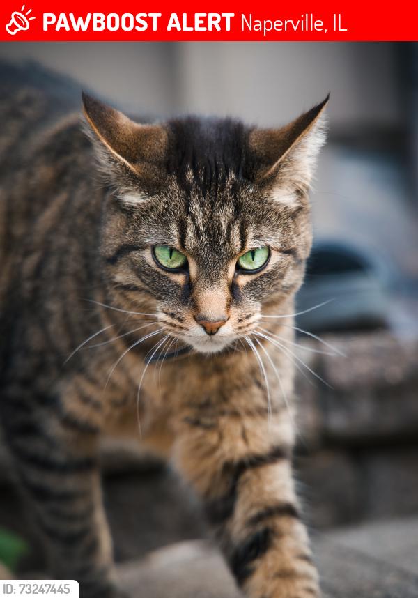 Lost Female Cat last seen Quail Drive, Naperville, IL 60565